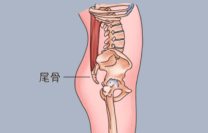 尾椎突出