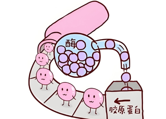 脊椎退化吃什麼保健食品 脊椎退化吃什麼保健食品